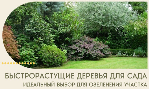Быстрорастущие деревья для сада идеальный выбор в Мариинске
