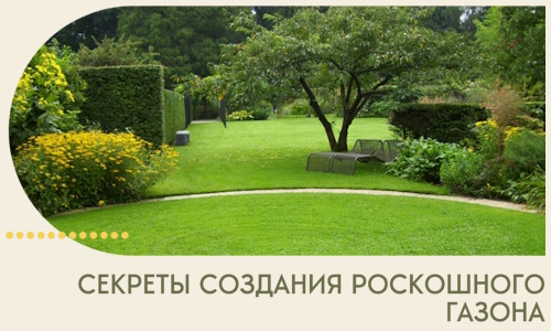 Секреты создания роскошного газона в Мариинске